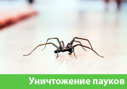 Избавиться от пауков в городе Астрахань