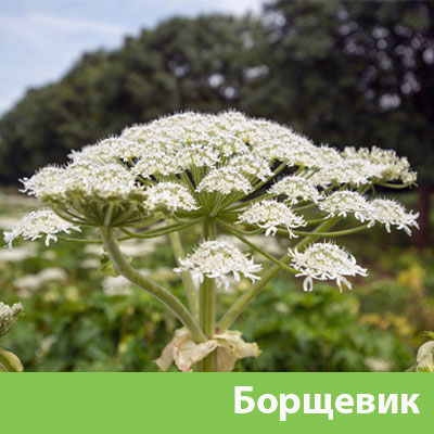 Борщевик в Астрахани