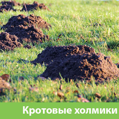 Кроты на участке в Астрахани