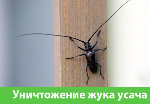 Обработка от жука усача в городе Астрахань