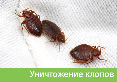 Уничтожение клопов в городе Астрахань