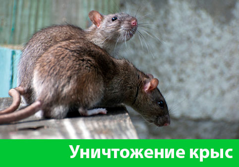 Уничтожение крыс в городе Астрахань