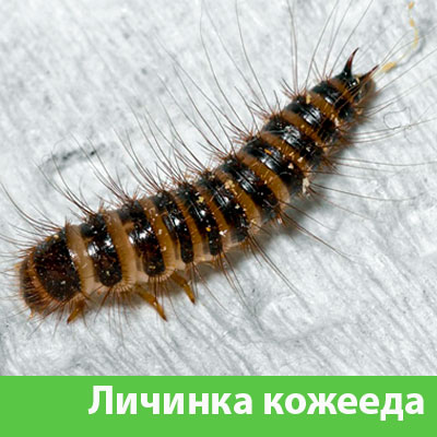 Личинка Кожееда в Астрахани