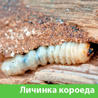 Уничтожение личинок короеда в Астрахани