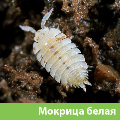 Мокрица в Астрахани фото