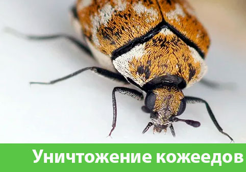 Обработка от кожееда в городе Астрахань 