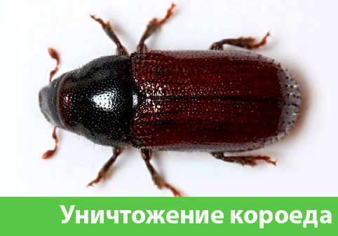 Обработка от древоточца в городе Астрахань
