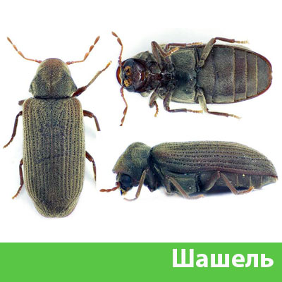 Обработка от шашеля в городе Астрахань