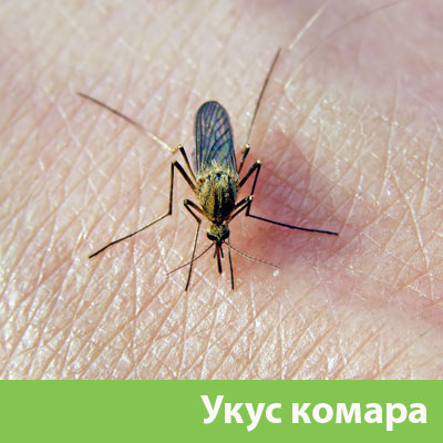 Укусы комаров в Астрахани