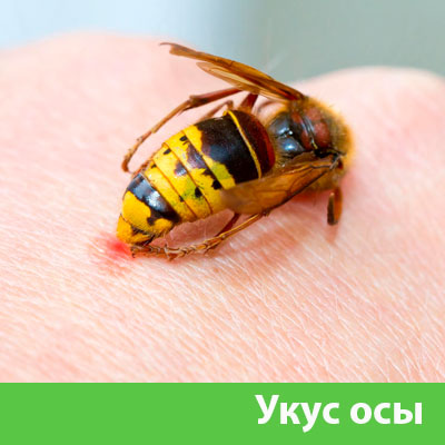 Профессиональное уничтожение ос и шершней в Астрахани
