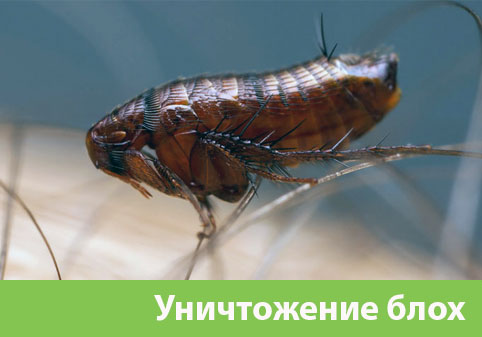 Уничтожение блох в городе Астрахань