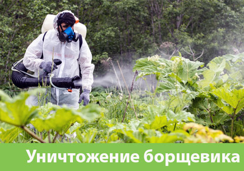 Уничтожение Борщевика в городе Астрахань