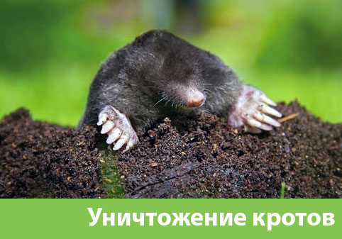 Уничтожение кротов в городе Астрахань