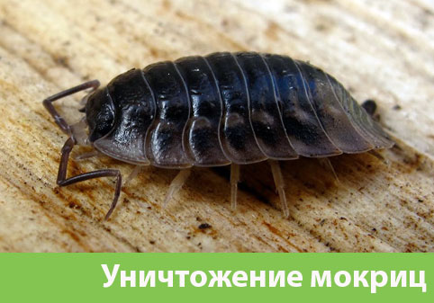 Мокрицы в квартире в городе Астрахань