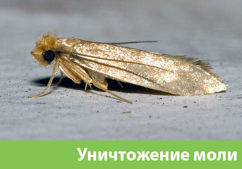 Уничтожение моли в городе Астрахань 
