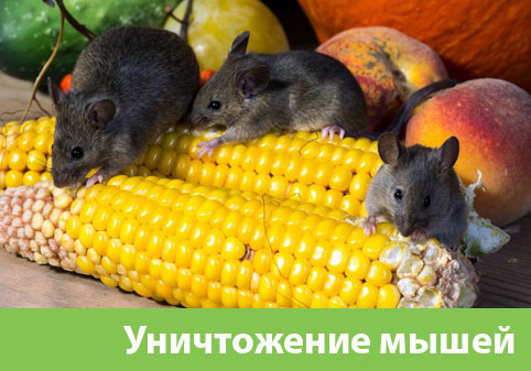 Уничтожение мышей в Астрахани
