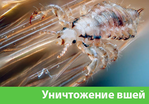 Уничтожение вшей в городе Астрахань
